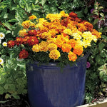 Alumia Marigold Seeds Vibrant Colorful Marigold Blend High Germination Garden Seeds heirloom non-gmo seeds
