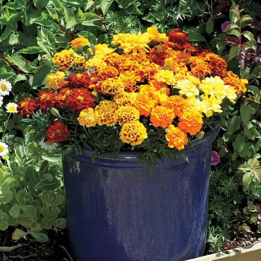 Alumia Marigold Seeds Vibrant Colorful Marigold Blend High Germination Garden Seeds heirloom non-gmo seeds