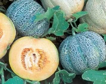 Minnesota Melon Fruit Seeds , Grow Your Own Cold-Hardy Melons