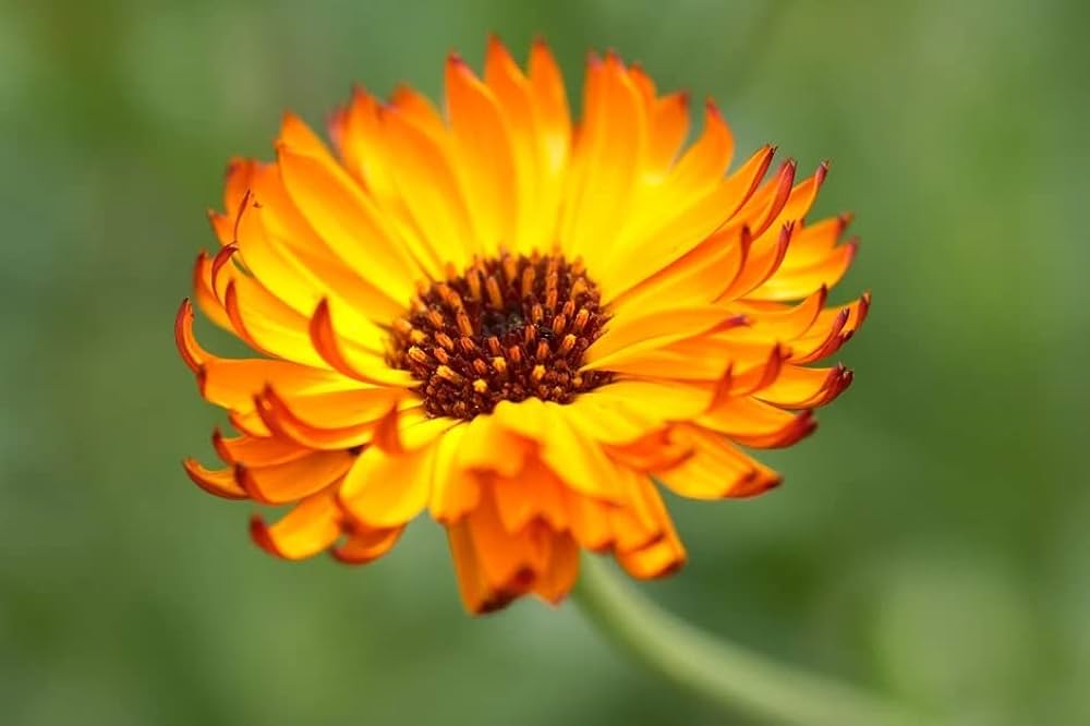 Indian Prince Calendula Seeds – Rich Hues for Pollinator Beds – Dharaseeds