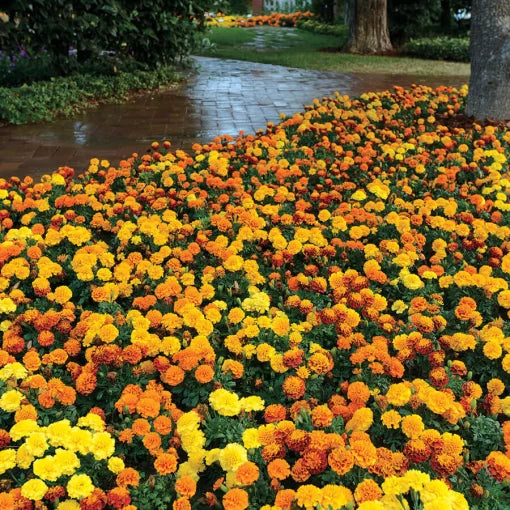 Hot Pak Marigold Seeds Heat-Tolerant Compact Marigold Blend High ...