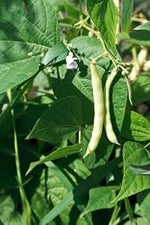Hyacinth Bean Lablab purpureus seeds for trellis planting
