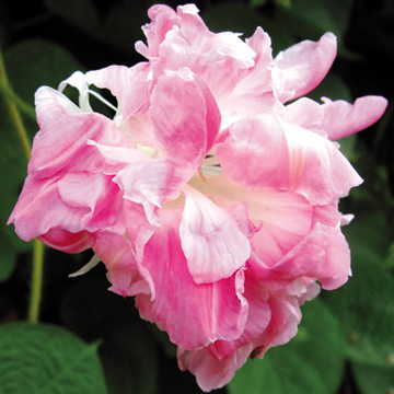 Split Second Morning Glory Seeds Double-Petal Pink Morning Glory High Germination Garden Seeds heirloom non-gmo seeds