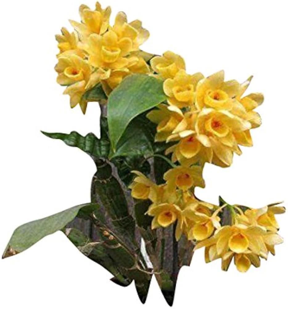 Dendrobium Orchid Mixed Colors Exotic Flower Seeds