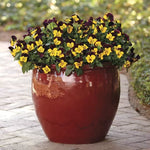 Sunshine and Wine Pansy Seeds Cool Wave Yellow and Burgundy Pansies High Germination Garden Seeds heirloom non-gmo seeds