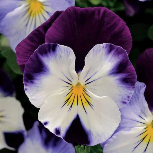 Violet Wing Pansy Seeds Cool Wave Violet Bi-Color Pansies High Germination Garden Seeds heirloom non-gmo seeds
