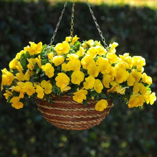 Yellow Pansy Seeds Cool Wave Soft Yellow Garden Pansies High Germination Garden Seeds heirloom non-gmo seeds