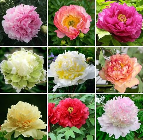 Mixed Peony Flower - Heirloom, Non - Gmo Seeds