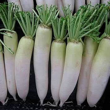 Radish Seeds for Planting Green White