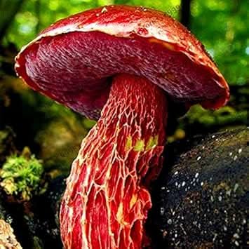 Red Mushroom Agaricus bisporus for planting in urban garden