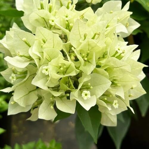 Bougainvillea Flower Green