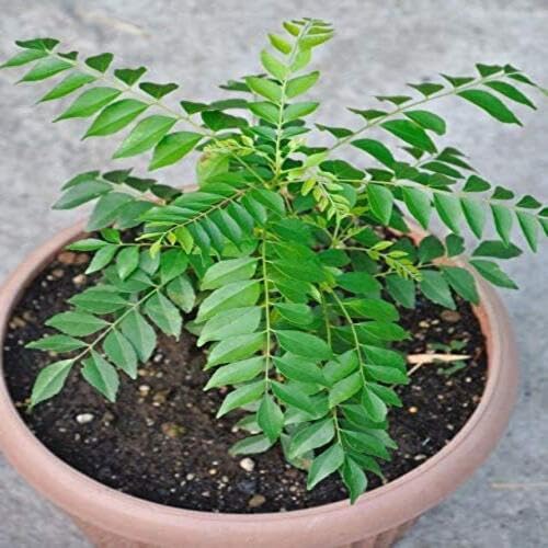 Curry Leaf Green - Heirloom, Non - Gmo Seeds