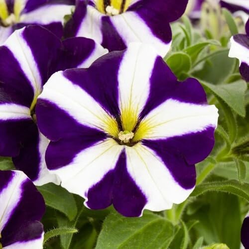Purple White Petunia Flower
