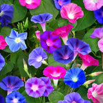 Morning Glory Ipomoea purpurea Seeds for planting in flower bed