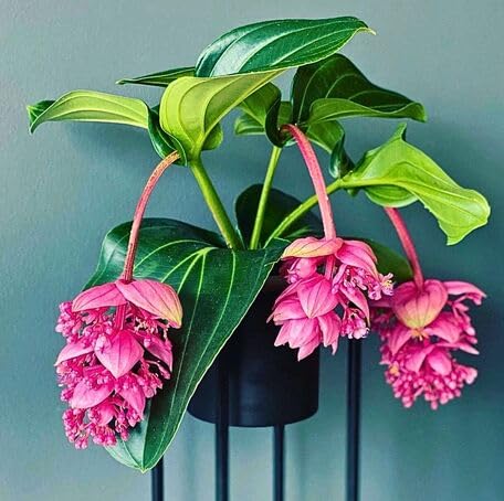 Pink Medinilla Flower