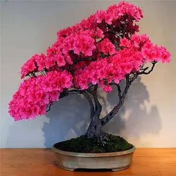 Pink Perennial Azalea Seeds for Planting – Heirloom, Non-GMO Seeds for planting in home garden
