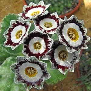 European Primula Acaulis Flower Seeds for Home & Garden