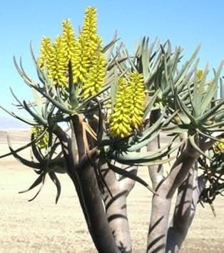 Green Aloe Dichotoma Plant Seeds for Planting- Unique Garden Growth – Fresh Herb for Your Garden