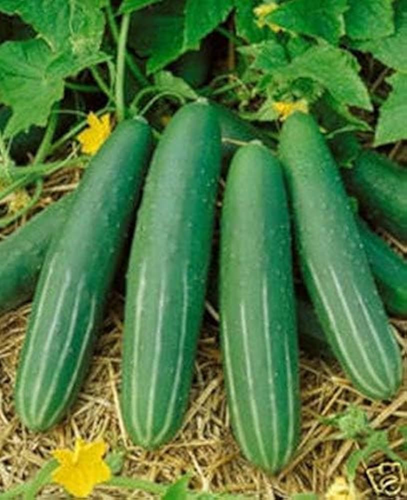 Organic Double Yield Cucumber Seeds Cucumis sativus for Planting in Home Garden
