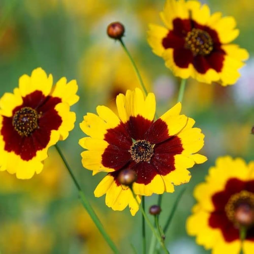 Coreopsis American Dream Seeds for Planting Wildflower Border Garden