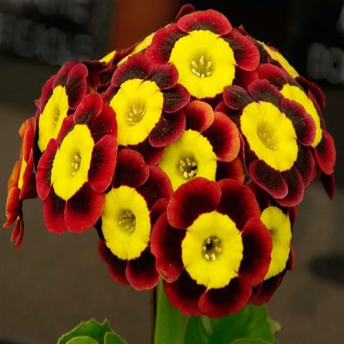 Maroon Yellow Auricula Flower - Heirloom, Non - Gmo Seeds