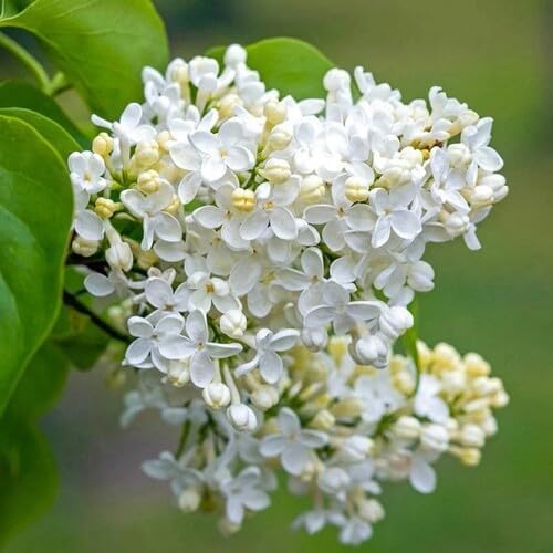 White Lilac Flower - Heirloom, Non - Gmo Seeds