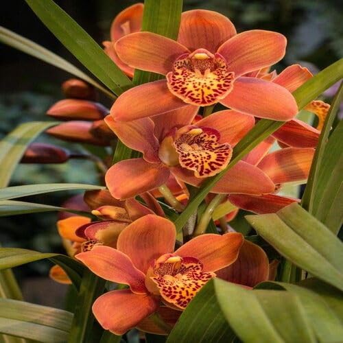 Cymbidium Orchid Flower Orange