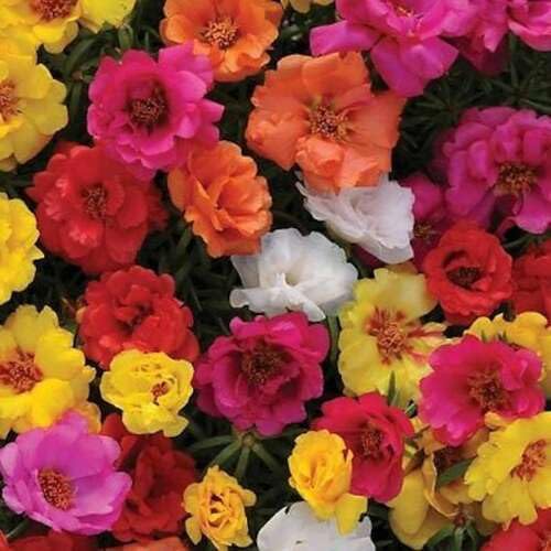 Moss Rose Flower - Heirloom, Non - Gmo Seeds