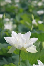 White Sacred Lotus Seeds (Nelumbo Nucifera) for Planting – Heirloom, Non-GMO Dhara Seeds