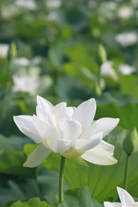 White Sacred Lotus Seeds (Nelumbo Nucifera) for Planting – Heirloom, Non-GMO Dhara Seeds