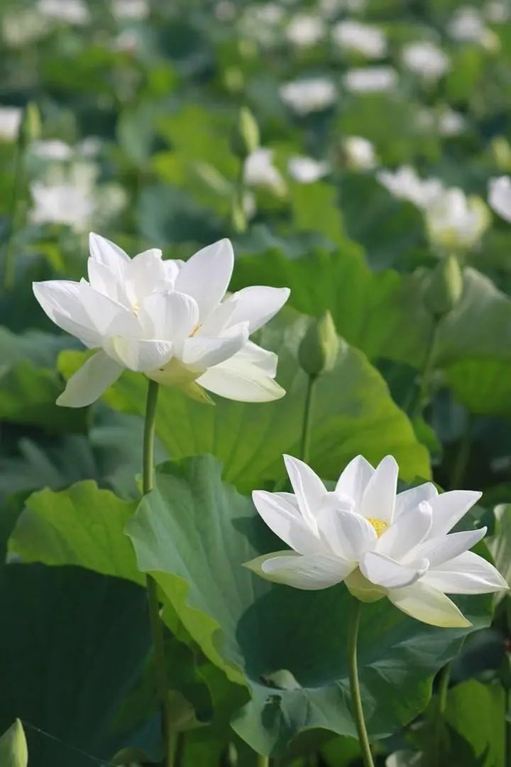 White Sacred Lotus Seeds (Nelumbo Nucifera) for Planting – Heirloom, Non-GMO Dhara Seeds