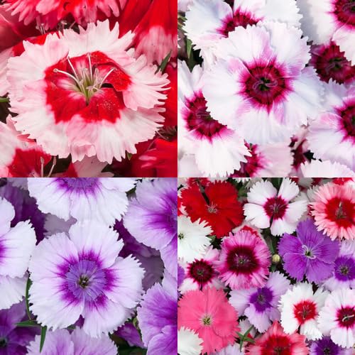 Mixed Dianthus Flower - Heirloom, Non - Gmo Seeds