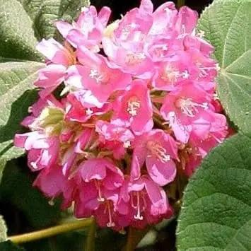 Dombeya Flower Seeds for Garden Planting - NON GMO Seeds Dhara Seeds