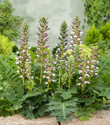 Green Acanthus - Heirloom, Non - Gmo Seeds