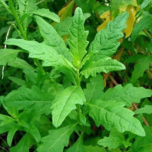 Green Epazote