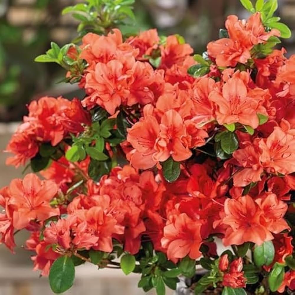 Rhododendron Orange Azalea