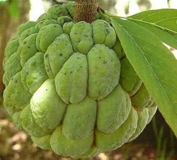 Green Custard Apple Fruit Seeds for Planting – Grow Your Own Sweet & Exotic Fruit