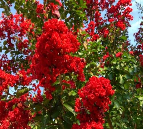 Red Crepe Myrtle Flower - Heirloom, Non - Gmo Seeds