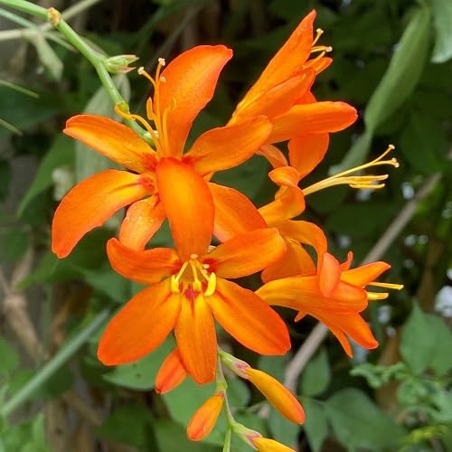 Orange Crocosmia Flower - Heirloom, Non - Gmo Seeds