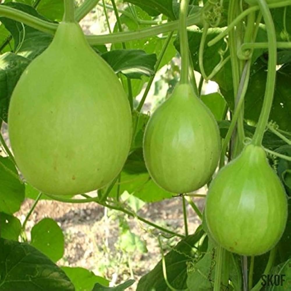 Bottle Gourd Lagenaria Siceraria Seeds for planting in vertical garden
