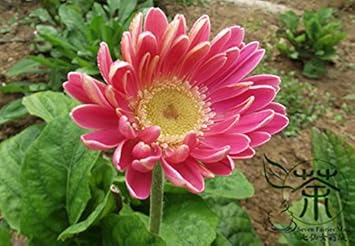 Pink Jamesonii Flower Seeds for Planting, 100 seeds for planting in home garden