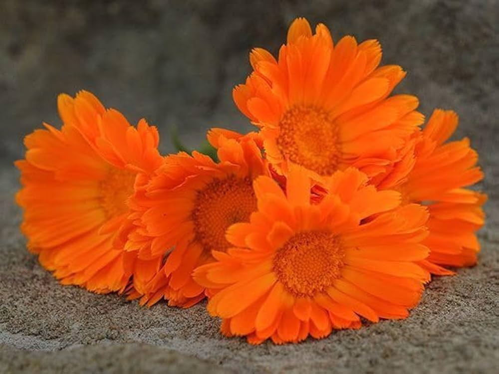 Calendula Seeds - Ball's Improved Orange