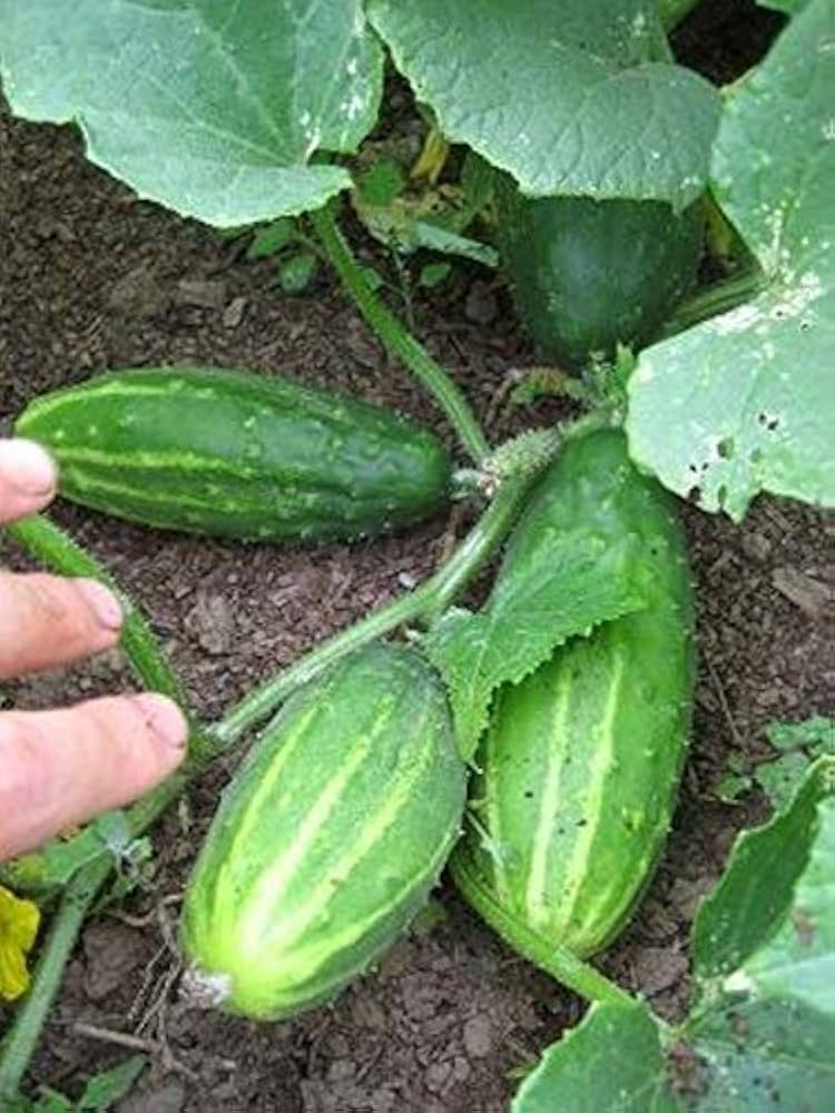 Early Fortune Cucumber Seeds for Quick-Growing, Sweet Cucumbers
