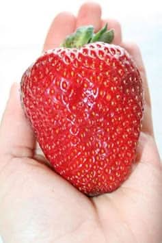 Red Ananassa Fruit Seeds for Gardening