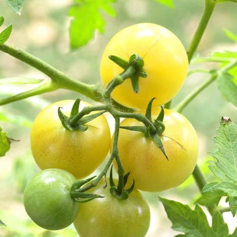 Yellow Tomato Seeds Solanum lycopersicum for Planting in Vegetable Patch and Balcony Planters