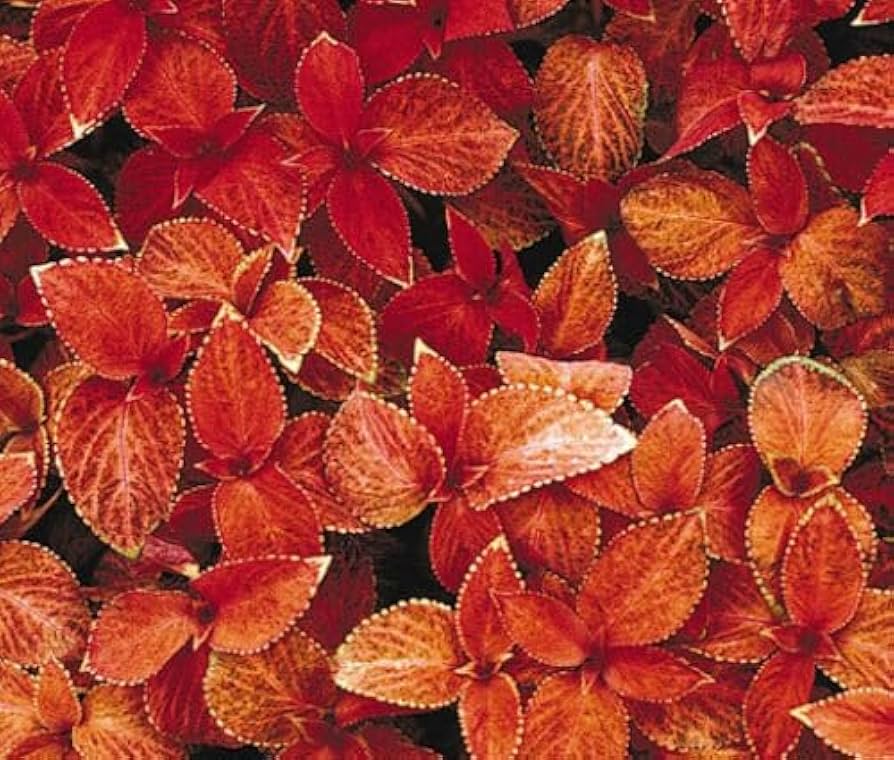 Coleus Wizard Sunset Seeds for Planting flower bed garden