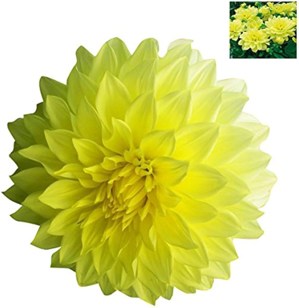 Dahlia Opera Yellow flower seeds