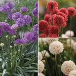 Mixed Joystick Flower Seeds for Planting - NON GMO Seeds Dhara Seeds