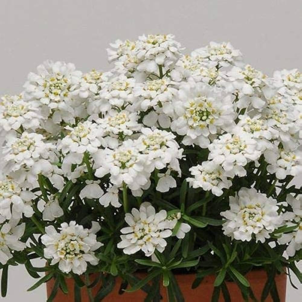 Heirloom White Candytuft Snow Flower Seeds, Non-GMO Ground Cover Blooms for Planting