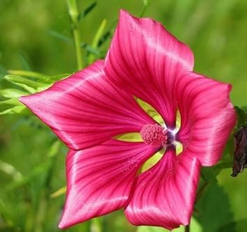 Malope Vulcan Flower Seeds for Planting - 100 pcs for planting in your garden.